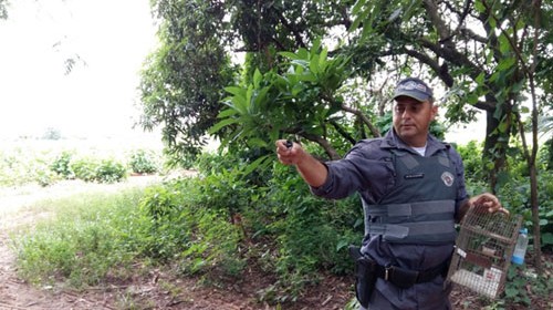 Polícia Ambiental resgata aves silvestres no distrito de Conceição