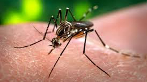Casos de dengue provocam alerta geral em Paraguaçu