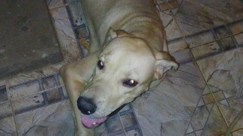 Cachorro Baruck precisa de um lar definitivo