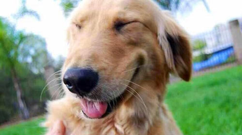 Conheça seis motivos para adotar um cachorro