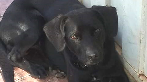 Cachorro encontrado na Igreja Catedral de Assis precisa de lar definitivo