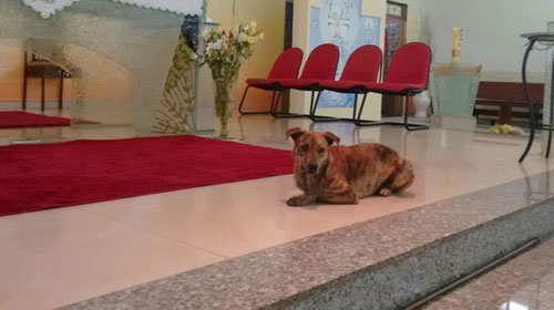 “Todos têm vez na casa do Pai”, diz frei sobre cachorro que atrapalhou missa