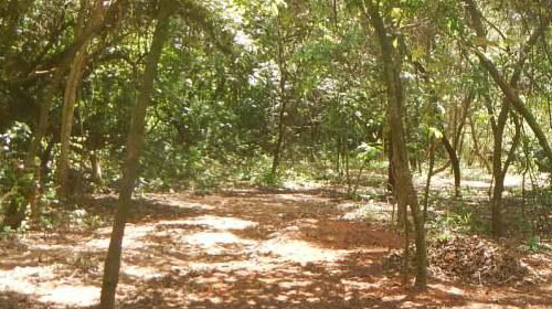 Polícia Militar Ambiental flagra extinção de espécies nativas em Platina