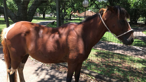 Meio Ambiente apreende mais um cavalo abandonado no Parque Buracão