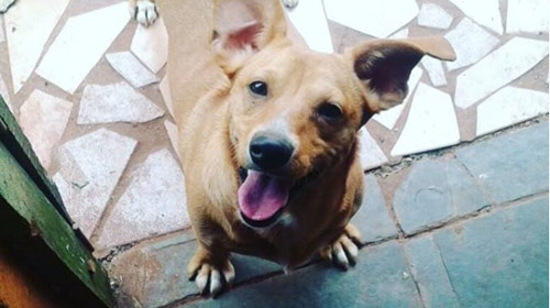 Cachorra está desaparecida em Cândido Mota