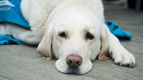 Sufoco na hora do remédio? Confira dicas de como medicar corretamente os pets