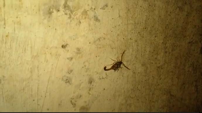 Assisense percorre muro do Cemitério de Assis e encontra cerca de 30 escorpiões em curto trecho