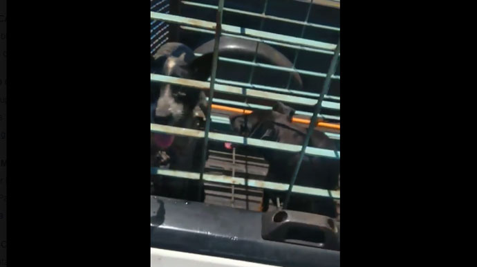 Carro da Prefeitura de Tarumã é filmado com animais expostos ao sol