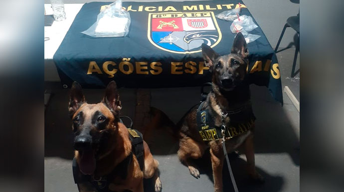 Baep e Canil apreendem droga escondida em buraco no corredor de residência em Assis