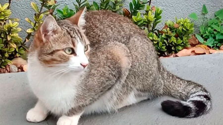 Tutora procura por gato desaparecido em Assis
