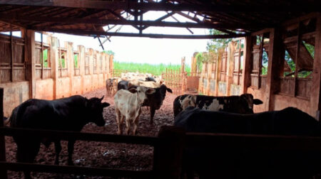 27 cabeças de gado furtadas são recuperadas em propriedade rural de Palmital