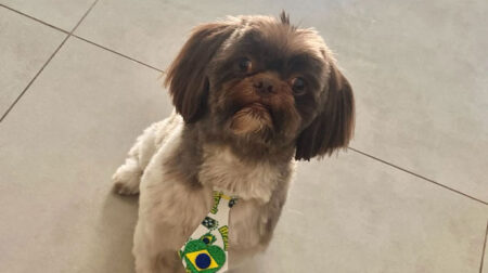 Tutora pede ajuda para encontrar cachorro desaparecido desde segunda-feira em Assis