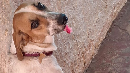 Cachorra desaparece na região da Santa Cecília, em Assis