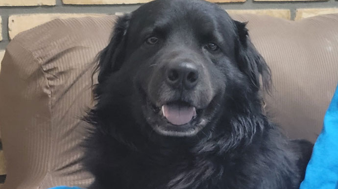 Cachorro desaparece na Vila Ribeiro e família pede ajuda para encontrá-lo em Assis