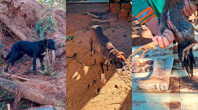 Animais foram encontrados pela Polícia Ambiental - FOTO: Divulgação/Polícia